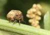 Vilpianus galii